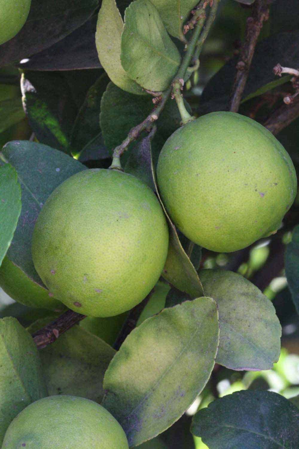              Immature fruit (Riverside, CA)       